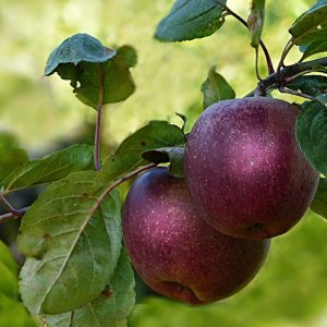Jabloň zimná (Malus domestica) ´Florina´ - výška 180-200 cm, voľnokorenná